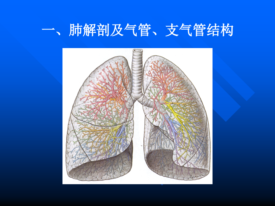 肺部影像学 诊断 基础_第2页