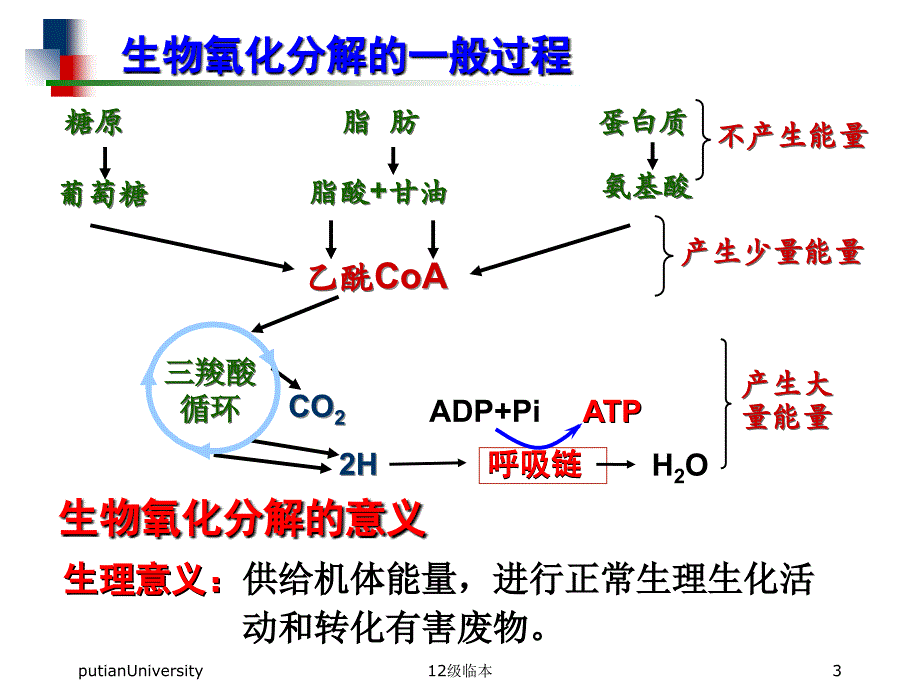 生物化学第08章生物氧化_第3页