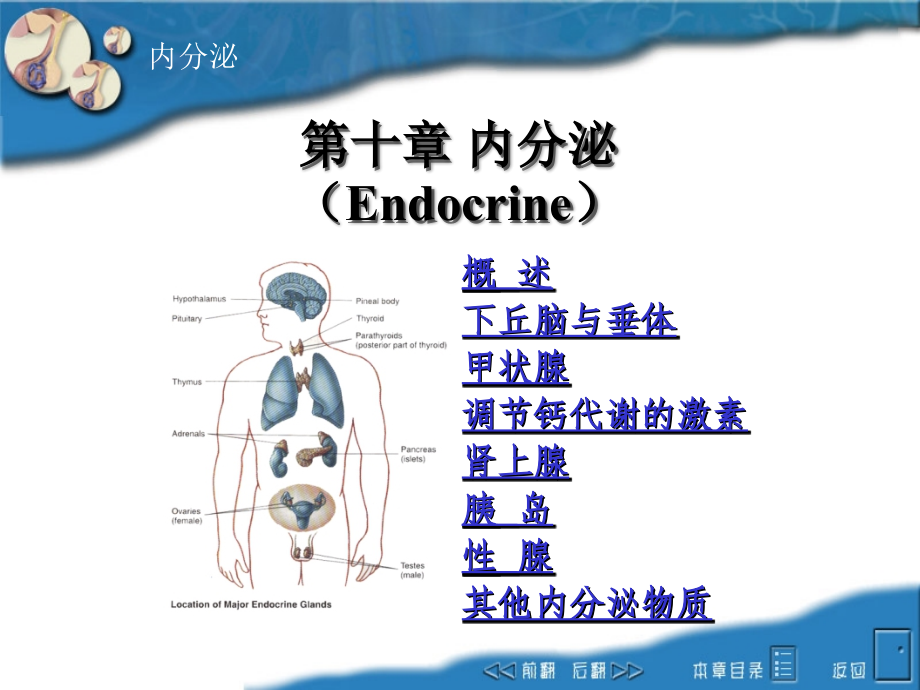 生理课件endocrine_第1页