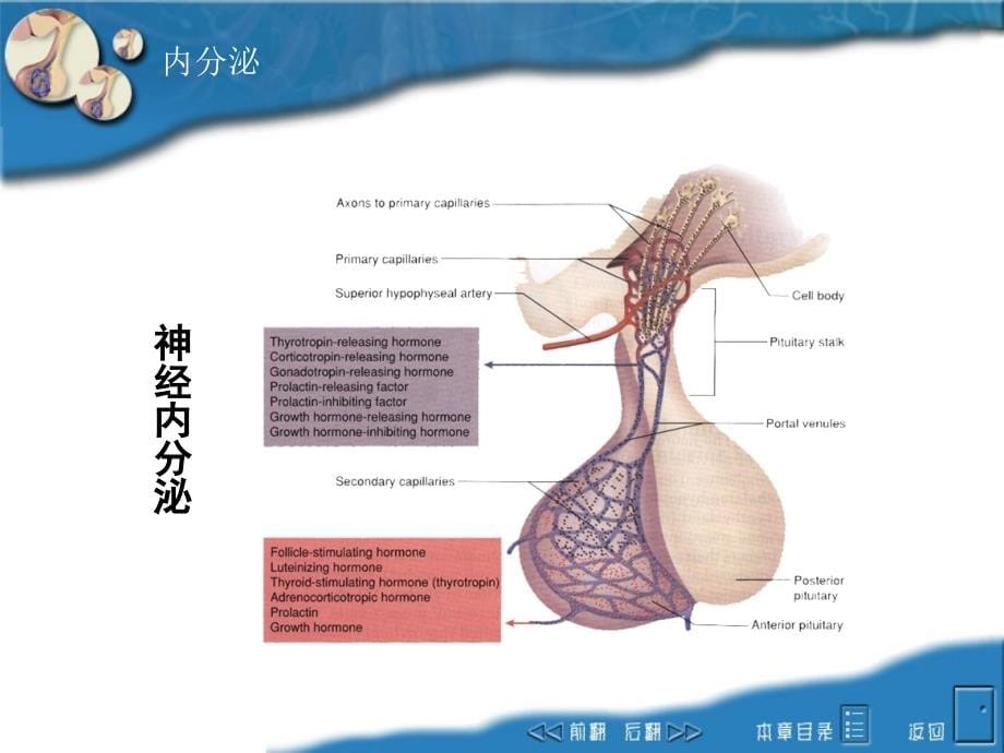 生理课件endocrine_第5页