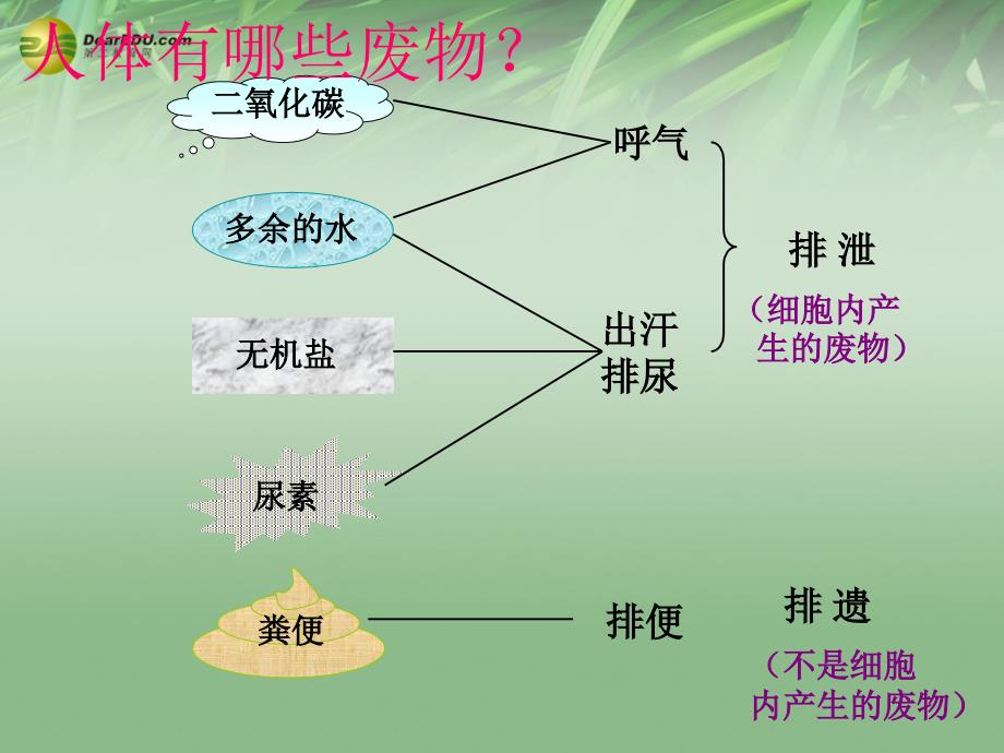 第四单元 第五章 人体内废物的排出课件  新人 教版_第2页