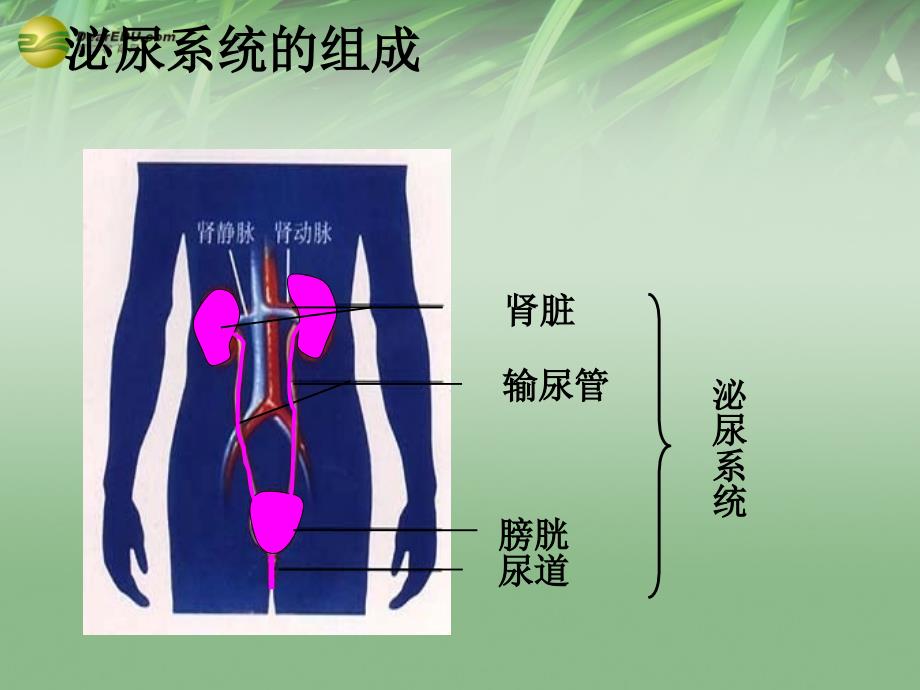 第四单元 第五章 人体内废物的排出课件  新人 教版_第4页