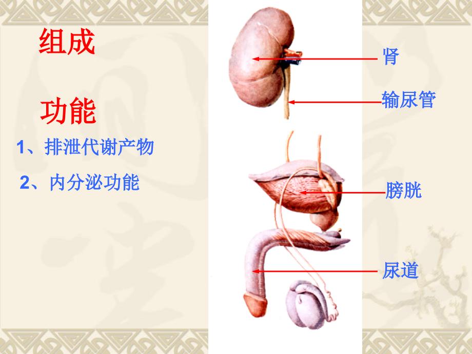 系解课件6泌尿系统_第2页