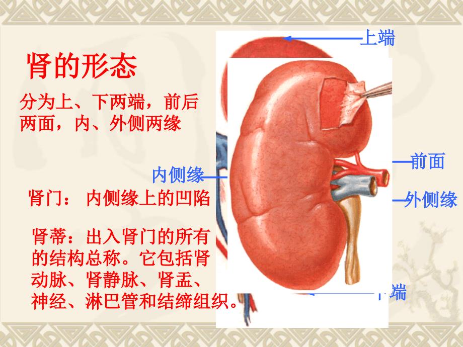 系解课件6泌尿系统_第3页