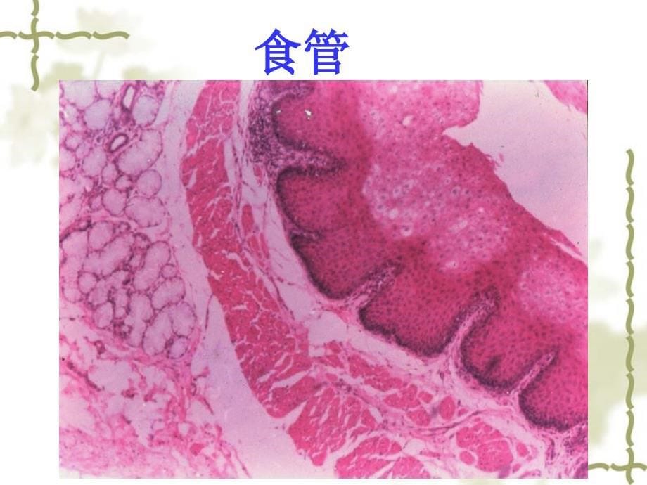 王旸实验课件32学时实验七消化管_第5页