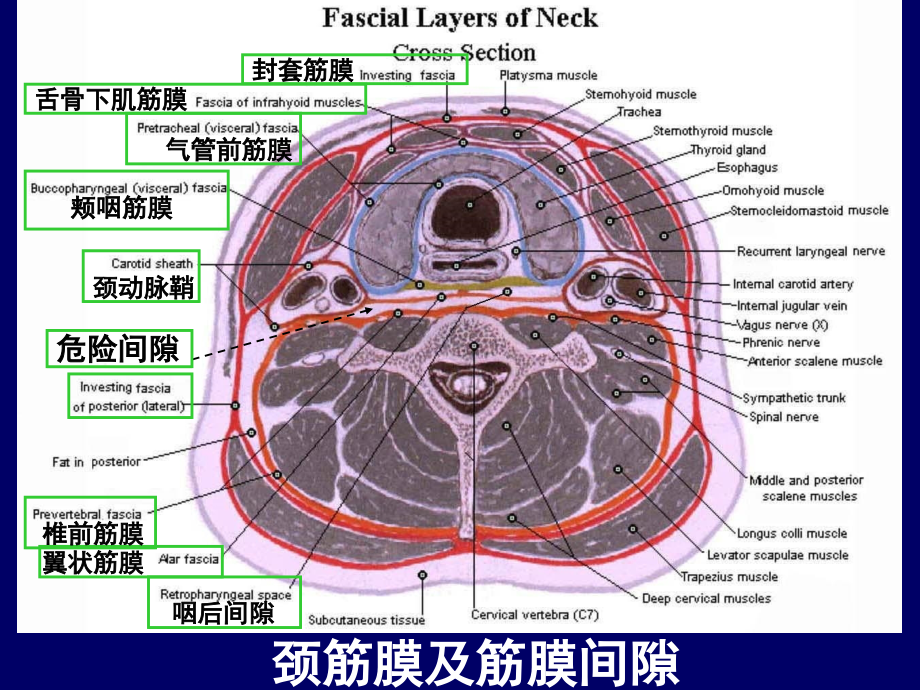 颈部与喉 断层 解剖_第4页
