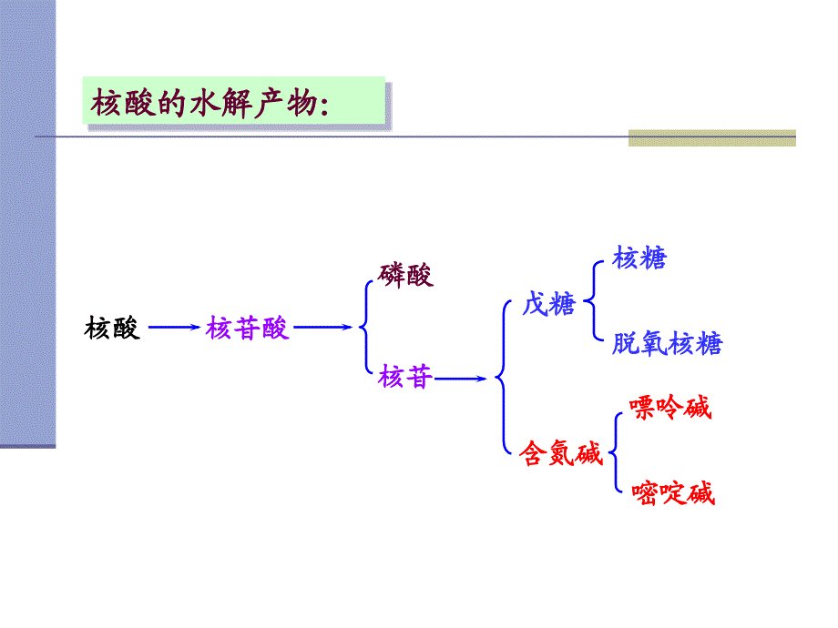 生物化学二核酸化学_第4页