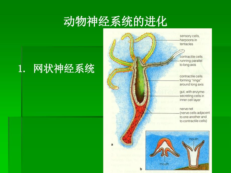 神经生物学第一章节神经元和突触叶迪课件_第4页