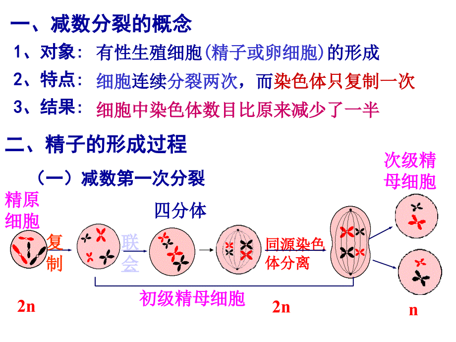 生物课件考点8细胞的减数分裂配子的形成过程和受精过程_第2页