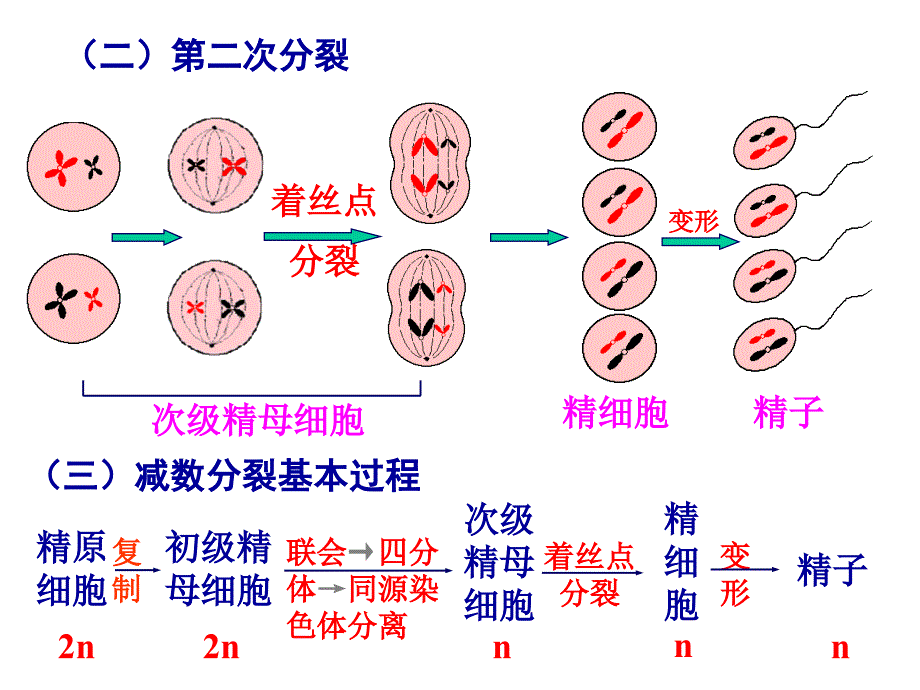 生物课件考点8细胞的减数分裂配子的形成过程和受精过程_第3页
