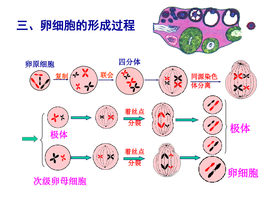生物课件考点8细胞的减数分裂配子的形成过程和受精过程_第4页