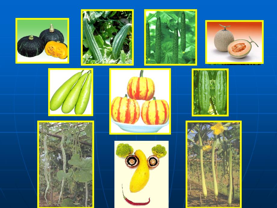 蔬菜害虫部分压缩版2008第八节葫芦科蔬菜害虫_第2页