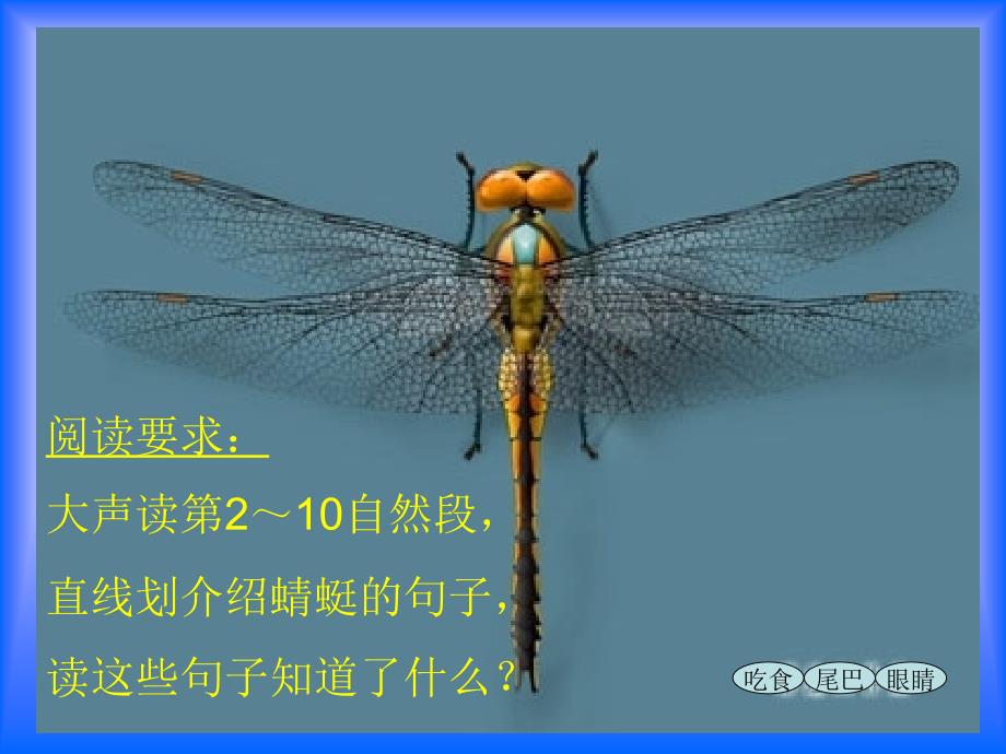 苏教三下语文19放飞蜻蜓课件3章节_第3页