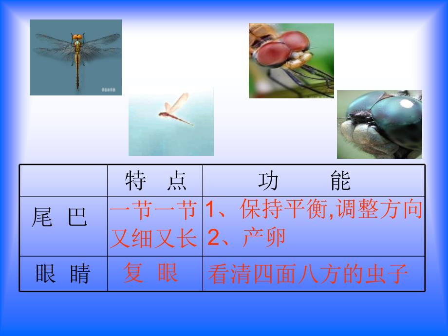苏教三下语文19放飞蜻蜓课件3章节_第4页