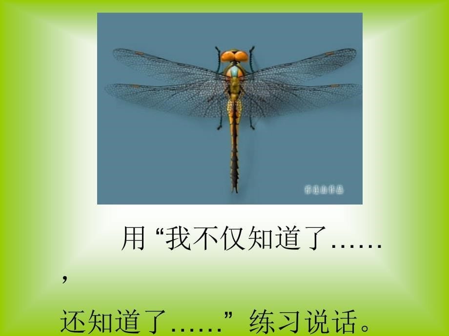 苏教三下语文19放飞蜻蜓课件3章节_第5页
