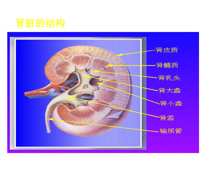 肾功能医学本科生课件_第3页