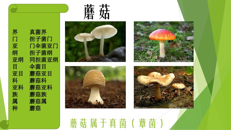 蘑菇介绍 ppt_第2页