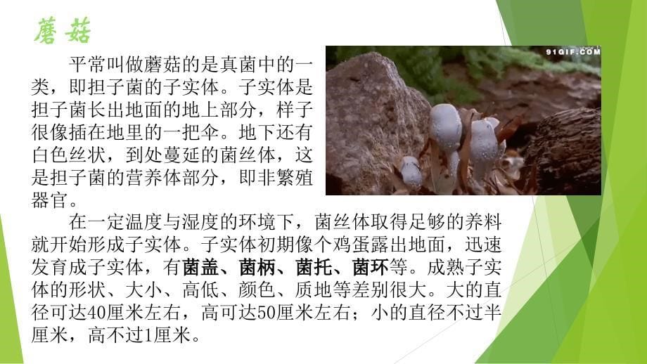 蘑菇介绍 ppt_第5页