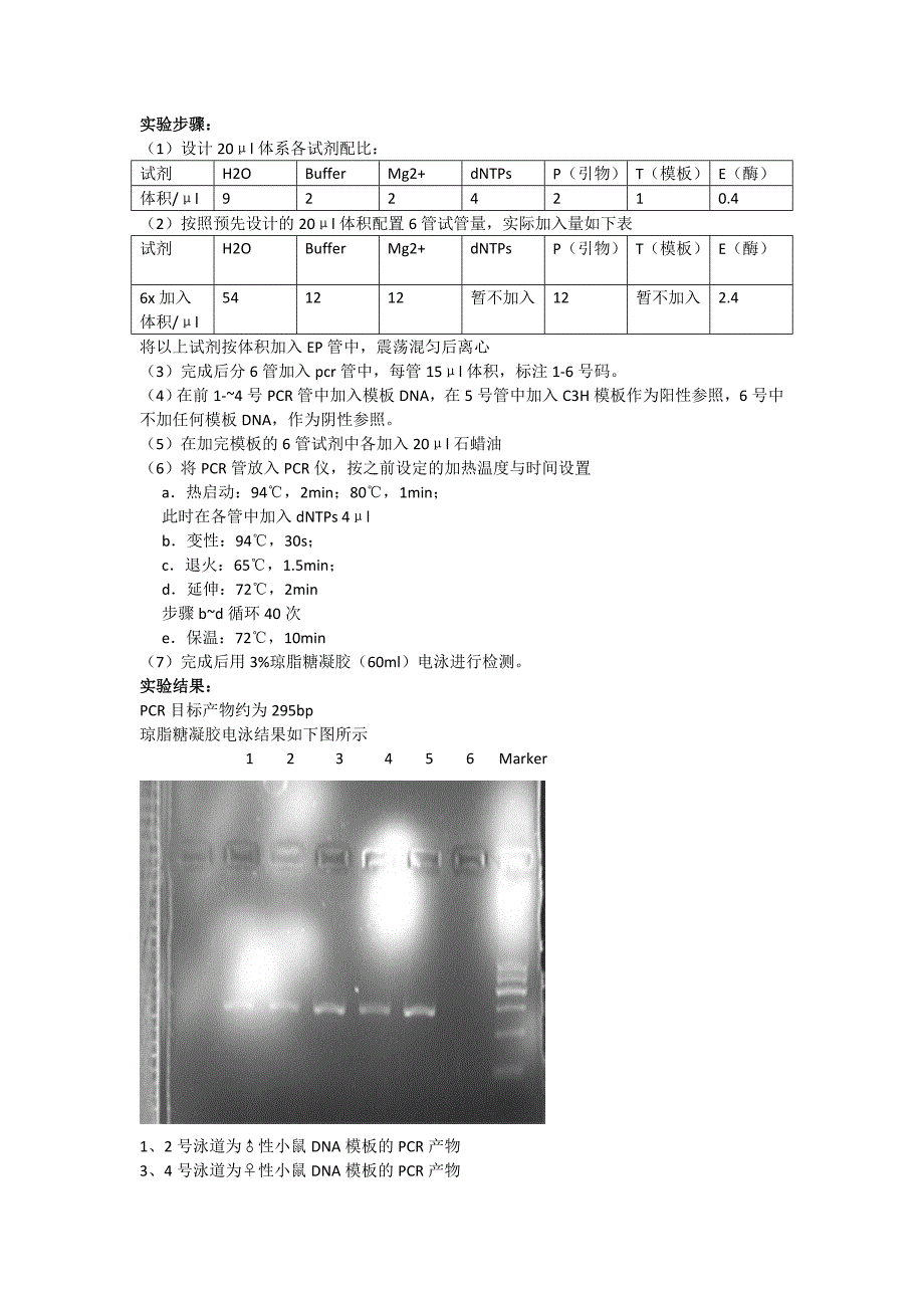 pcr实验报告_第2页