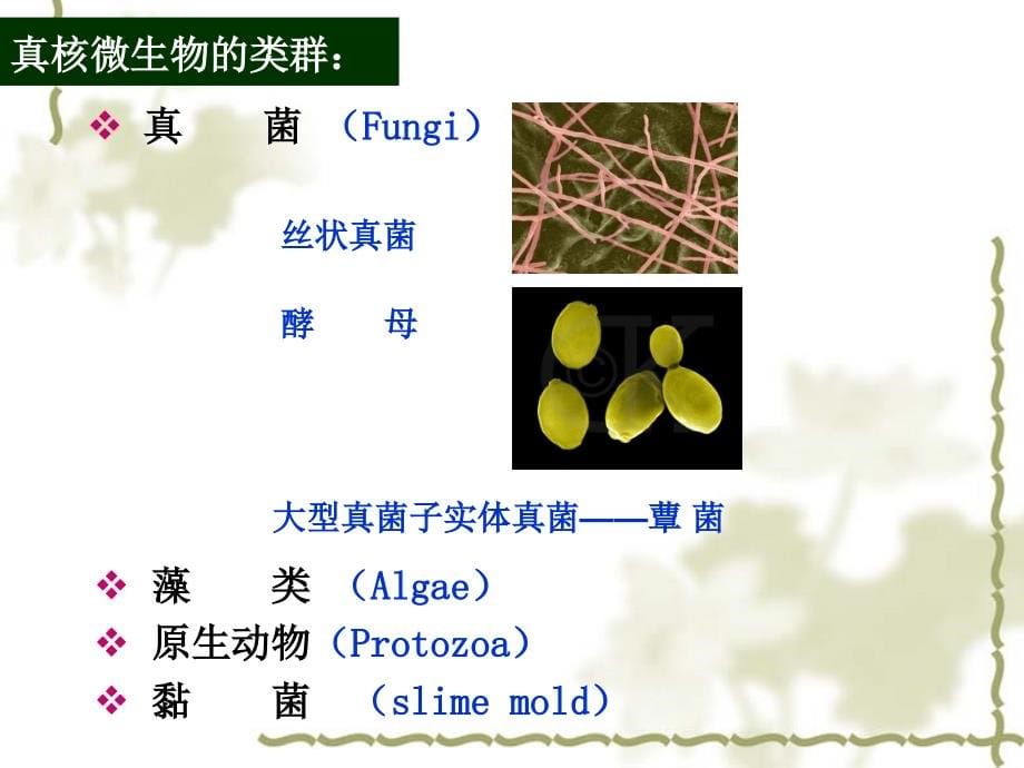 食品微生物2第3章真核微生物_第5页