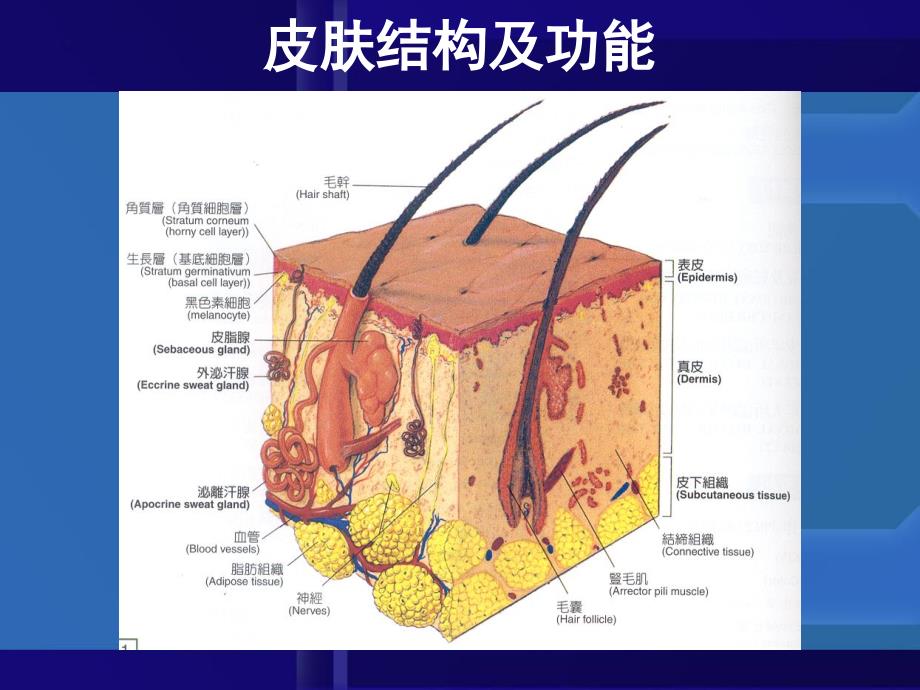 伤口的愈合过程_第2页