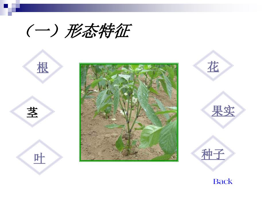 蔬菜栽培电子教案06503课件_第4页