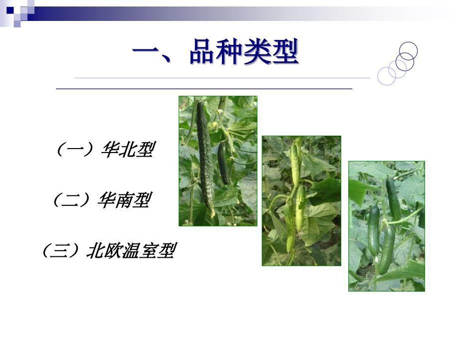 蔬菜生产技术设施蔬菜课件0801黄瓜_第2页