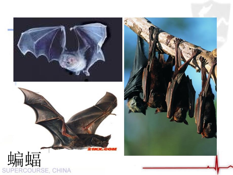 蝙蝠和雷达11蝙蝠和雷达精品课件二_第1页