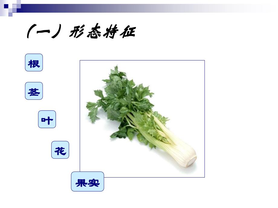 蔬菜生产技术设施蔬菜课件1101芹菜_第4页