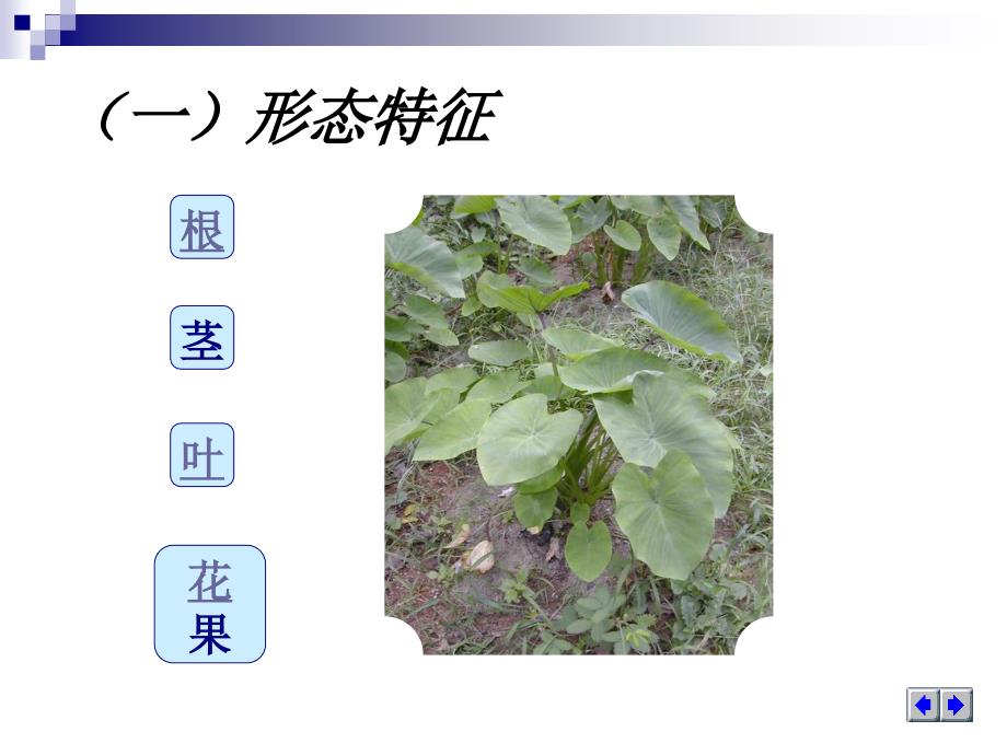 蔬菜栽培电子教案061103课件_第4页