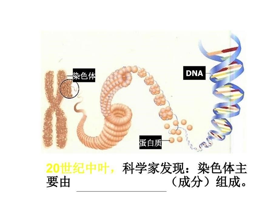 DNA是主要的遗传物质4章节_第5页