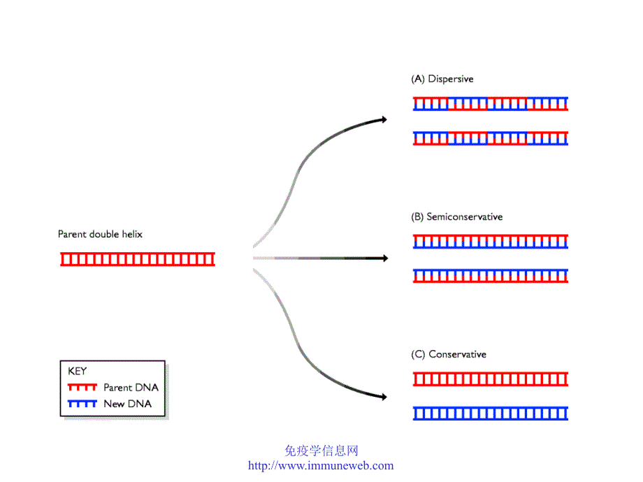 DNA复制第一讲_第4页