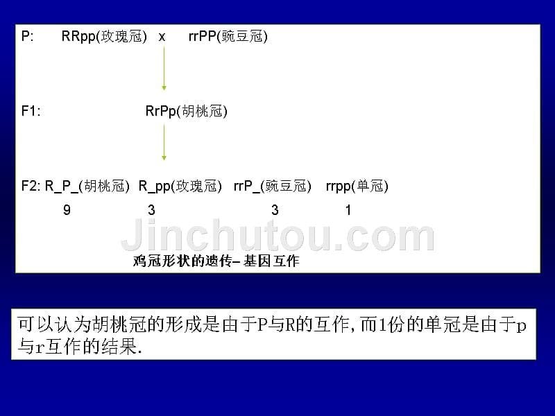 分子生物学3非等位基因间的相互作用2章节_第5页