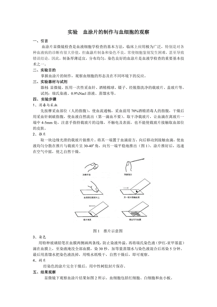 实验  血涂片的制作与血细胞的观察_第1页