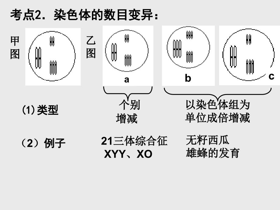 第2节染色体变异2.5.2染色体变异_第4页
