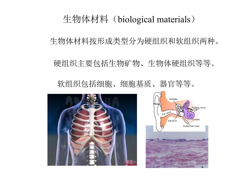 凝聚态物理专题-纳米生物材料幻灯片_第3页