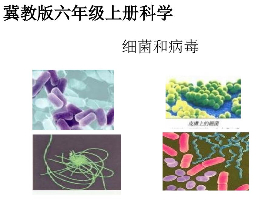 冀教版小学科学六年级上册细菌和病毒课件幻灯片_第1页