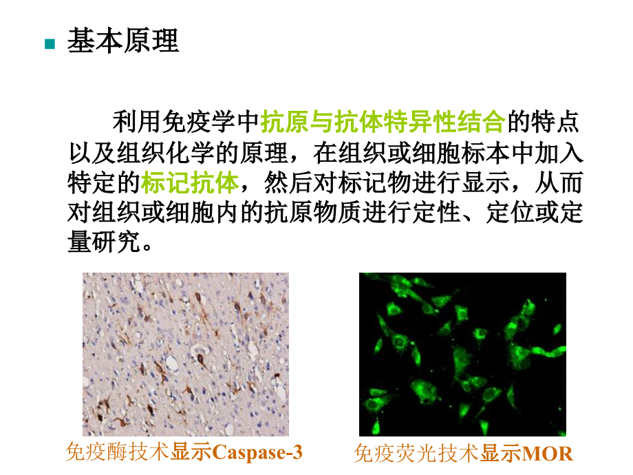免疫组织化学技术幻灯片_第2页