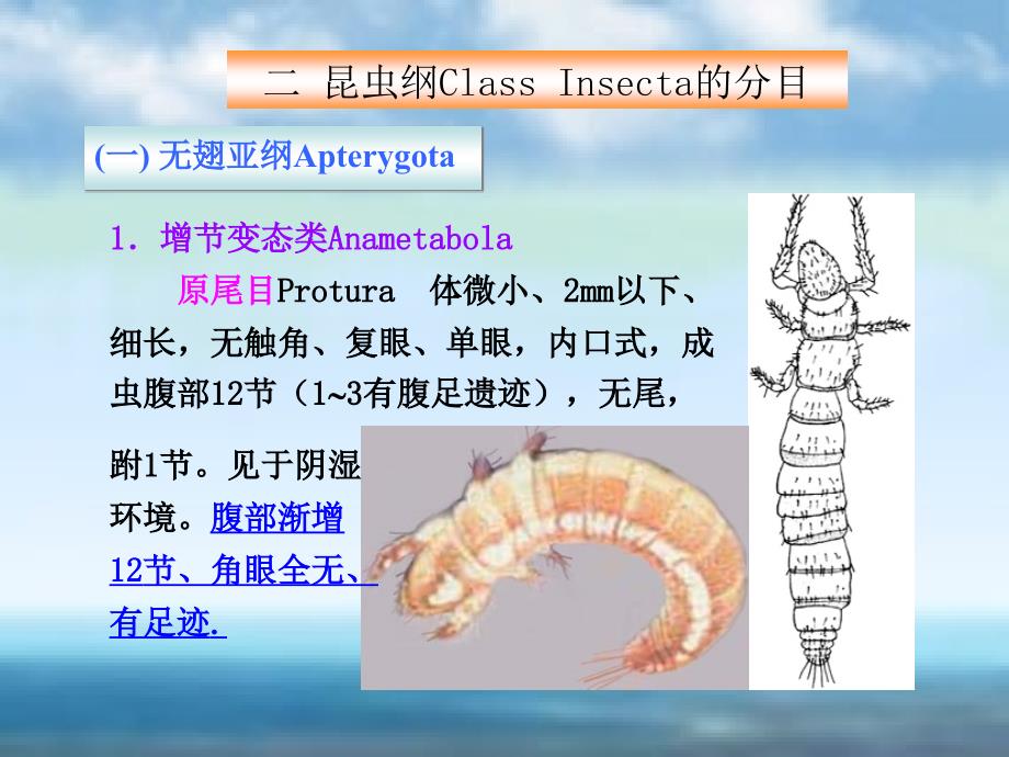 森林昆虫学课件-5-03分目幻灯片_第3页