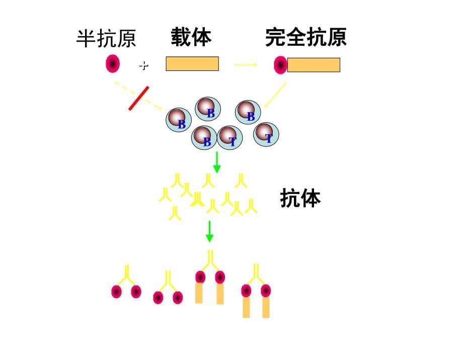 免疫学02抗原幻灯片_第5页