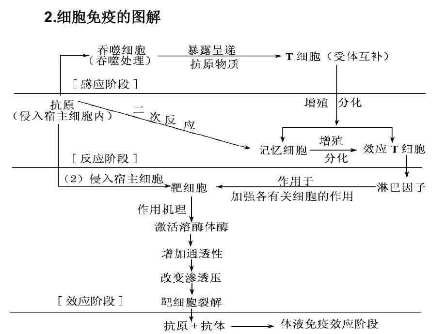 免疫调节习题幻灯片_第5页