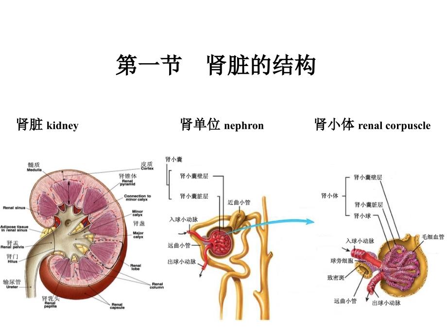 动物生理学泌尿修改课件幻灯片_第4页