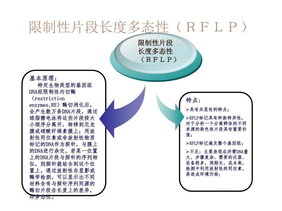 分子标记的类型幻灯片_第5页