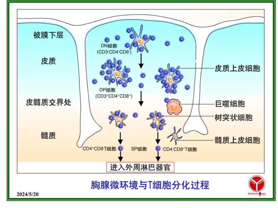 免疫学东南大学课件第十章节T淋巴细胞幻灯片_第5页