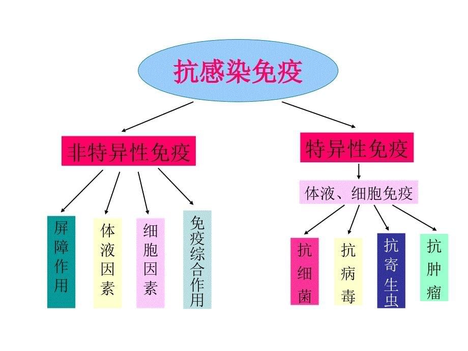 动物免疫学-抗感染免疫幻灯片_第5页