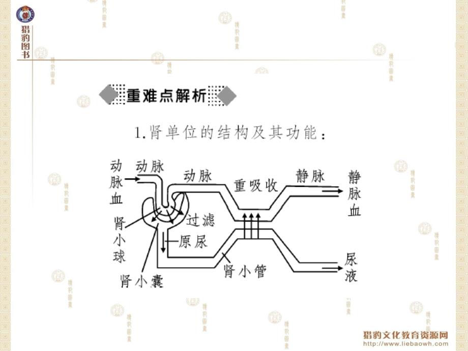 第五章人体内废物的排出第五章人体内废物的排出_第3页