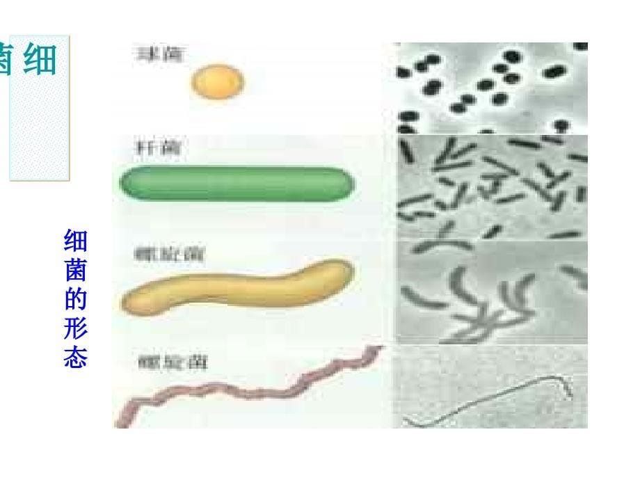 第6节细菌和真菌的繁殖第6节细菌和真菌的繁殖5章节_第5页