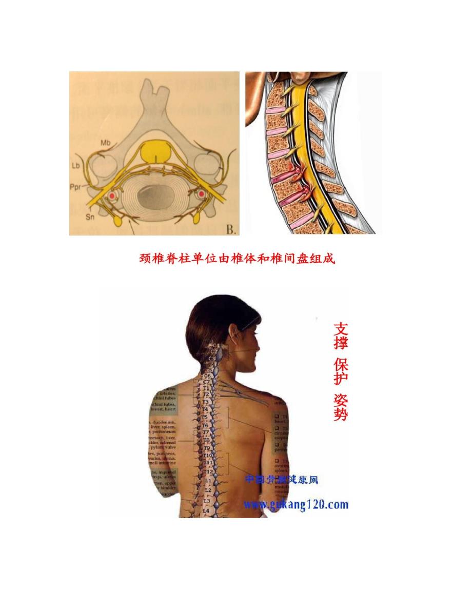 健康知识讲座之颈椎病的中医治疗PPT(精)_第3页