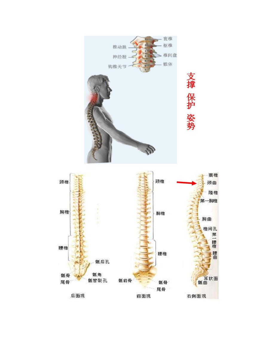 健康知识讲座之颈椎病的中医治疗PPT(精)_第4页