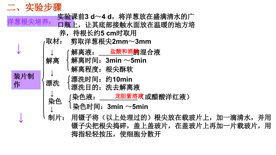 2014年高三高考生物一轮复习实验平台精品教程12观察根尖分生组织细胞的有丝分裂课件_第3页